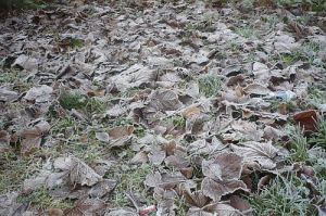 iced-leaves2